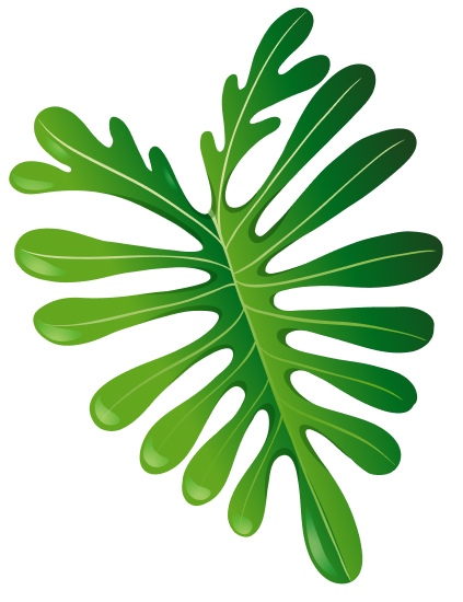 tropic leaf image