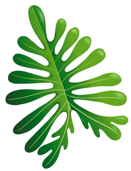 tropic green leaf